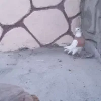 کبوتر ابی|پرنده|باسمنج, |دیوار