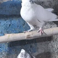 کفتر پرشی درجه یک بی عیب باضمانت|پرنده|مبارکه, |دیوار