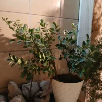 گل شمشاد|گل و گیاه طبیعی|مشهد, سجاد شهر|دیوار