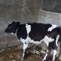 چهارعدد گوساله دوتا نر دوتا ماده|حیوانات مزرعه|کوهدشت, |دیوار