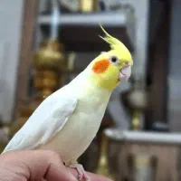 جفت عروس هلندی