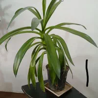 گل اپارتمانی شاد سرحال
