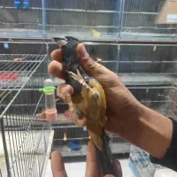 سهره مغول کمیاب خاص