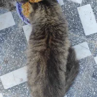 گربه گم شده در روستای حسین آباد ترکیب DHLو پرشین|گربه|رودسر, |دیوار