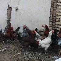 مرغ گلپایگانی تخمگذار|حیوانات مزرعه|حبیب آباد, |دیوار