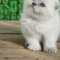 توله نارنجی بریتیش اسکاتیش|گربه|کرمان, |دیوار