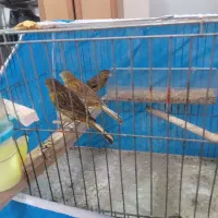 قناری دوعددنرو۱عددماده