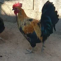 خروس فروشی|حیوانات مزرعه|کوه چنار, |دیوار