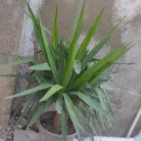 گل یوکا زیر قیمت فروش فوری