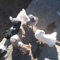 کبوتر دم چتری|پرنده|بزینه رود, |دیوار