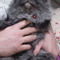 گربه پرشین نر