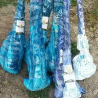 تولید نهال صنوبر|خدمات باغبانی و درختکاری|خانمیرزا, |دیوار