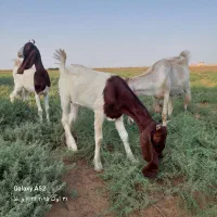 بز گلابی اصل