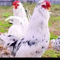 جوجه گلین لری دوهفته ای