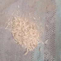 پوست گندم پوسته بادام سبوس ۲ دودونی کاه میش گاو بز