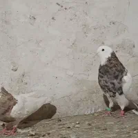 کبوتر