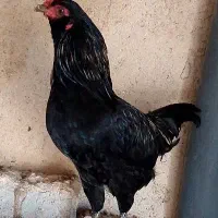 خروس|حیوانات مزرعه|چاه مبارک, |دیوار