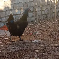 مرغ سیاه|حیوانات مزرعه|پیر بکران, |دیوار