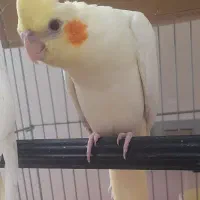 جوجه لوتینو آماده آموزش