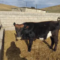 گوساله نر|حیوانات مزرعه|بیله سوار, |دیوار