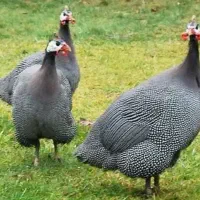 مرغ شاخ دار