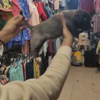 توله و سگ بزرگ نگهبان و گله