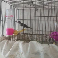 جوجه قناری نر|پرنده|خمینی‌شهر, |دیوار