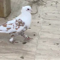 کبوتر نر مخمل سرور