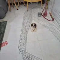 سگ به نام کوکو نژاد دار|سگ|کهریزک, |دیوار