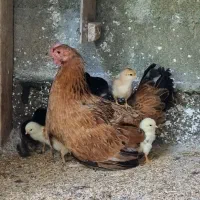جوجه مرغ محلی و مرغ مادر