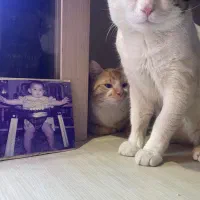 واگذاری ۲ عدد گربه نر همخون ( داداش )