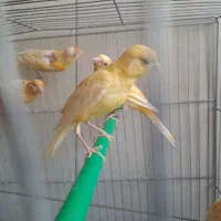 جوجه   قناری