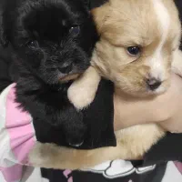 سگ پامر / شینزو|سگ|گلبهار, شهر جدید گلبهار|دیوار