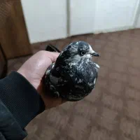 کبوتر آس|حیوانات|مینودشت, |دیوار