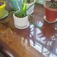 نهارخوریشش نفره|میز و صندلی غذاخوری|فولادشهر, A6|دیوار