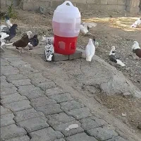 این کفترها روز پنجشنبه دزدیده شدن.،5ملیون مژدگانی.|حیوانات|مرند, |دیوار