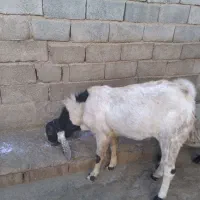 نربز پاکستانی اصل|حیوانات مزرعه|زیویه, |دیوار