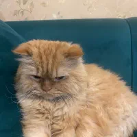 گربه پرشین|گربه|مشهد, شهرک امام هادی (شهرک غرب)|دیوار