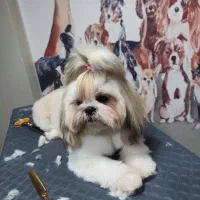 شیتزو عروسکی سوپرفلت