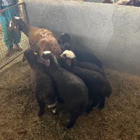 فروش بره قوچ و شیشک قوچی شناسنامه دار