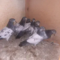 ۱۷ تا کبوتر آس و تضمینی