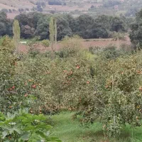فروش خرمالو|عمده‌فروشی|گرگان, |دیوار