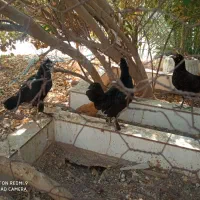 مرغ سلطان ونیمچه مرغ|حیوانات مزرعه|آبدان, |دیوار