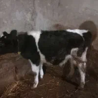 گوساله ماده هلشتاین