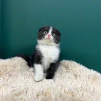 اسکاتیش خاص پاندایی/شهرک غرب/ درختی