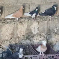 فروش کبوتر رنگی|پرنده|کوهمره, |دیوار