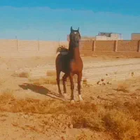 اسب|اسب و تجهیزات اسب‌سواری|برخوار, |دیوار