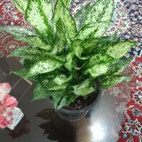 حوض آبنما  وگل گلدان|گل و گیاه طبیعی|سبزوار, شرق کال شمالی|دیوار