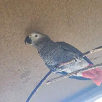 پرنده کاسکو نر وماده