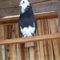 کبوترشازده